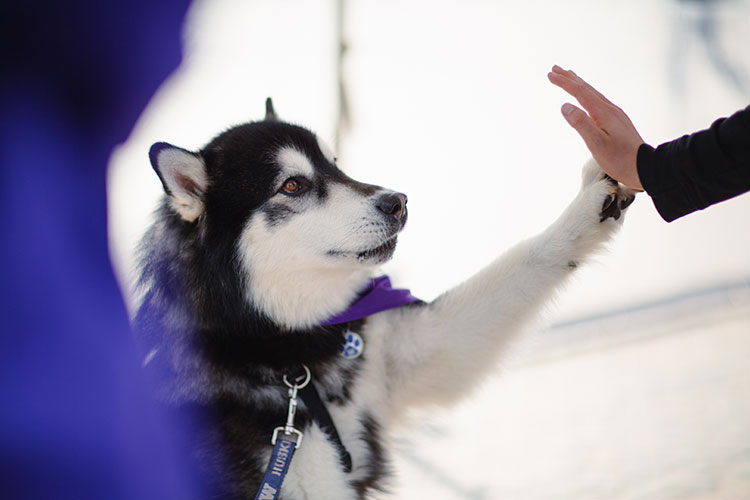 Dubs the husky mascot gives his paw as high five to a persons hand